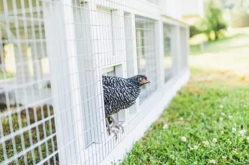Large Fairy Tale Town Chicken House